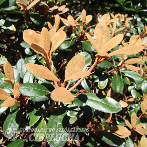 Queen Bee - Rhododendron hybrid - Queen Bee - Rhododendron hybridum