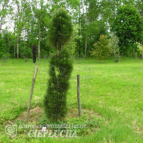 Pinus nigra 'Green Tower' - sosna czarna - Pinus nigra 'Green Tower'