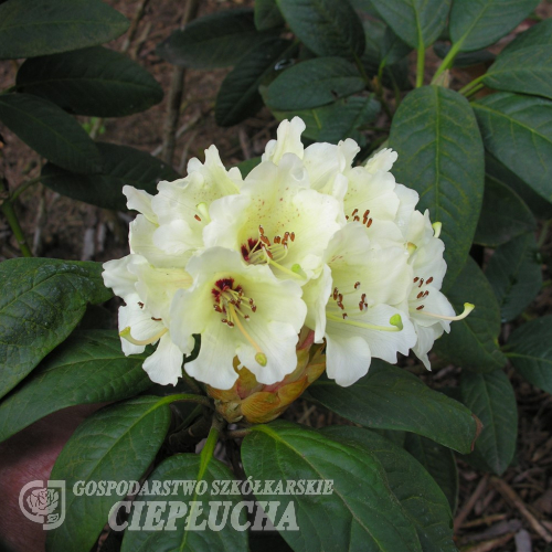 Rhododendron wightii - Wight's Rhododendron - Rhododendron wightii