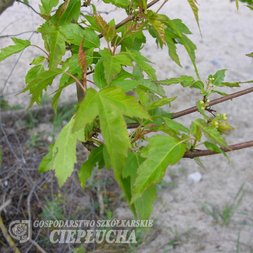 Acer tataricum subsp. ginnala - Клён приречный ; клён гиннала - Acer tataricum subsp. ginnala ; Acer ginnala