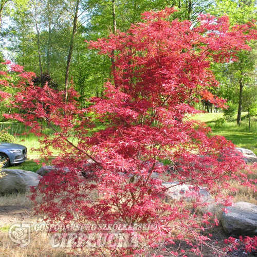 Acer palmatum 'Beni-komachi'- Japanese maple - Acer palmatum Beni-komachi