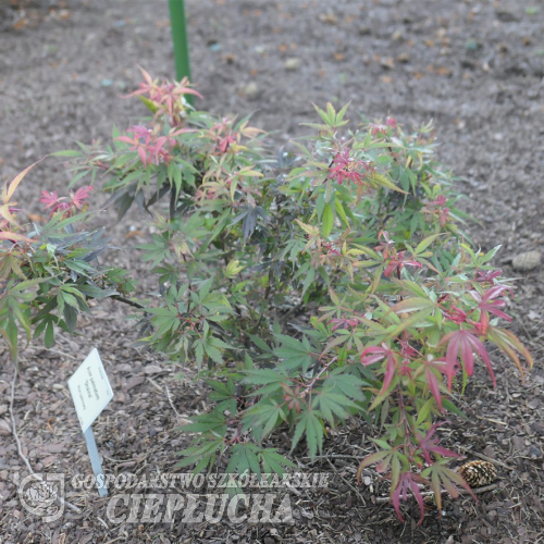 Acer palmatum 'Shaina'  - Japanese maple - Acer palmatum 'Shaina'