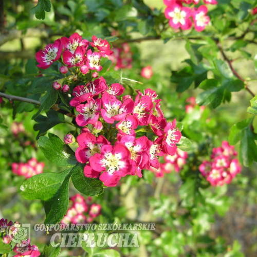 Crataegus laevigata ‘Crimson Cloud’ - głóg dwuszyjkowy - Crataegus laevigata ‘Crimson Cloud'