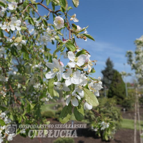 Malus 'Fontana'' - Crab apple ; ornamental apple - Malus 'Fontana'