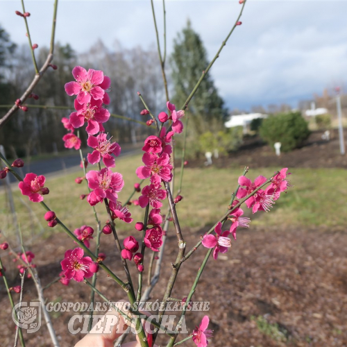 Prunus mume  BENI-CHI-DORI - Chinese plum ; Japanese apricot - Prunus mume  BENI-CHI-DORI