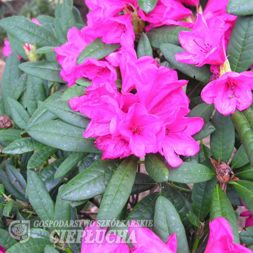 Nathalie - Smirnow Rhododendron - Nathalie - Rhododendron hybridum