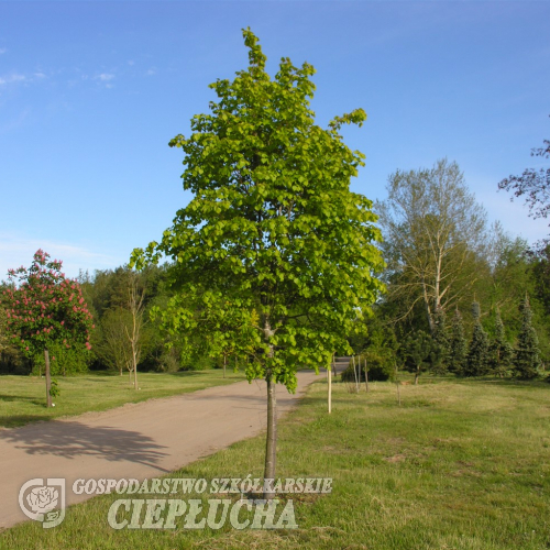 Tilia ×europaea 'Wratislaviensis' - Ли́па европе́йская ; Липа обыкнове́нная ; Липа сердцели́стная - Tilia ×europaea 'Wratislaviensis'