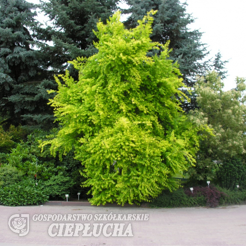 Ulmus pumila  'Aurea' - Siberian elm - Ulmus pumila  'Aurea'