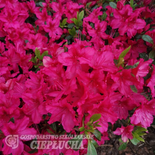 Georg Arends - Japanese azalea - Georg Arends - Rhododendron  (Azalea)