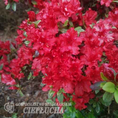 Hot Shot Variegata - Japanese azalea - Hot Shot Variegata - Rhododendron