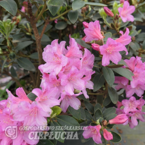 Lenora - Japanese Azalea - Lenora - Rhododendron