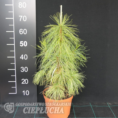 Pinus armandii - sosna Armanda - Pinus armandii