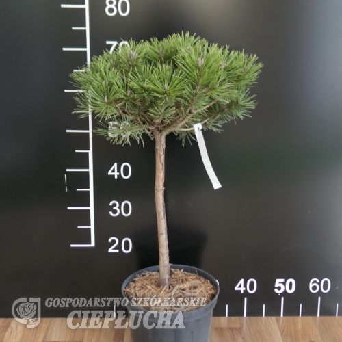 Pinus mugo 'Kórnik' - kosodrzewina - Pinus mugo 'Kórnik'