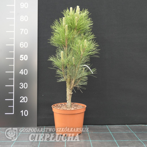 Pinus nigra 'Obelisk' - Austrian pine - Pinus nigra 'Obelisk'