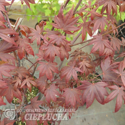 Acer palmatum 'Bloodgood' -Japanese maple - Acer palmatum 'Bloodgood'