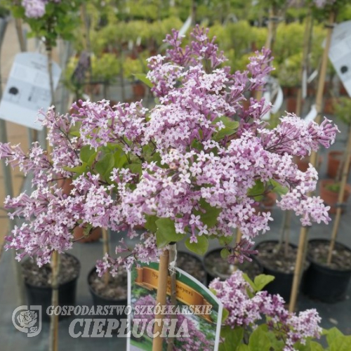 Syringa meyeri 'Palibin'- Lilak Meyera - Syringa mayeri 'Palibin'