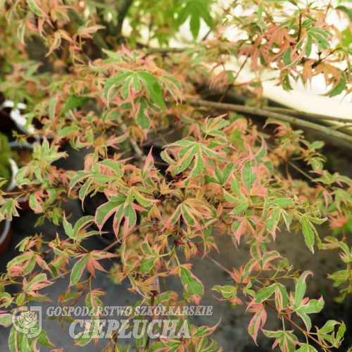 Acer palmatum 'Beni-shichi-henge' - Japanese maple - Acer palmatum 'Beni-shichi-henge'