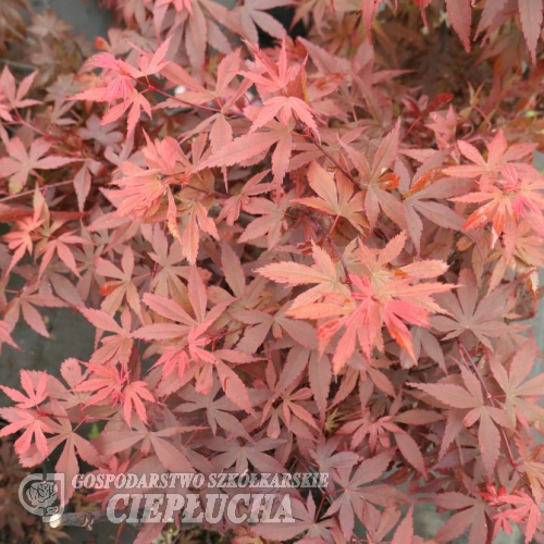 Acer palmatum 'Skeeter's Broom' -  Japanese maple - Acer palmatum 'Skeeter's Broom'