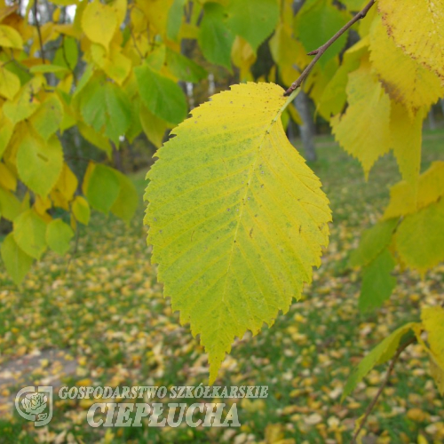 Ulmus glabra - Elm - Ulmus glabra