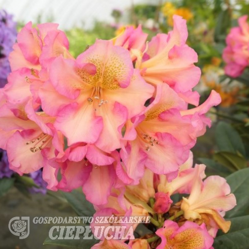 Circus - Rhododendron hybrid - Circus - Rhododendron hybridum