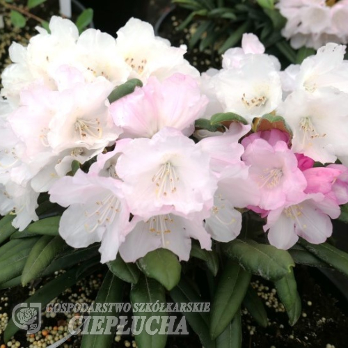 Makiyak - Rhododendron makinoi - Makiyak - Rhododendron makinoi