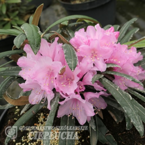 Rhododendron makinoi Silber - Rhododendron makinoi - Rhododendron makinoi Silber - Rhododendron makinoi