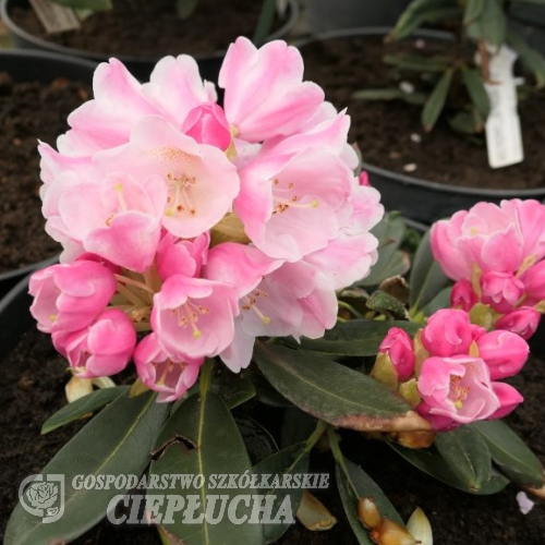 Viking Silver - Rhododendron hybrid - Viking Silver - Rhododendron hybridum