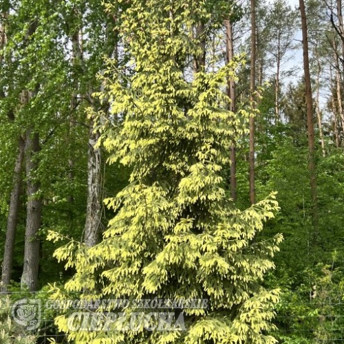 Picea orientalis 'Aureospicata' - Kaukasus-Fichte - Picea orientalis 'Aureospicata'