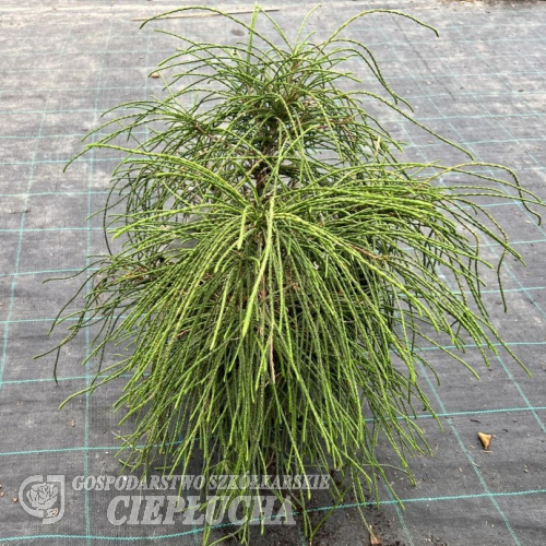 Thuja plicata 'Whipcord' - żywotnik olbrzymi - Thuja plicata 'Whipcord'