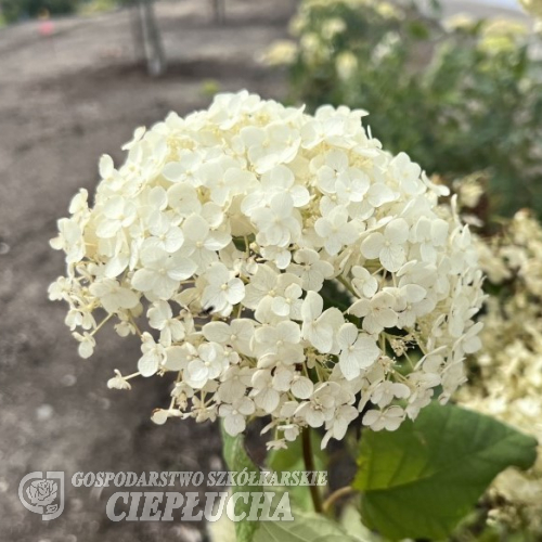 Hydrangea arborescens 'Bounty'- hortensja drzewiasta ;hortensja krzewiasta ; hortensja krzaczasta - Hydrangea arborescens 'Bounty'