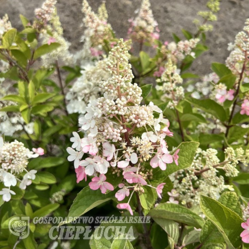 Hydrangea paniculata 'HP0PR013' CANDLELIGHT PBR - hortensja bukietowa - Hydrangea paniculata 'HP0PR013' CANDLELIGHT PBR