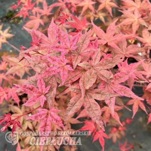 Acer palmatum 'Deshôjô' - Japanese maple - Acer palmatum  'Deshôjô'