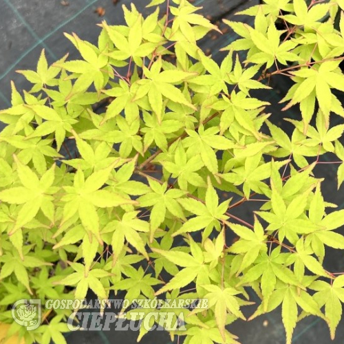 Acer palmatum 'Katsura' - Japanese maple - Acer palmatum 'Katsura'