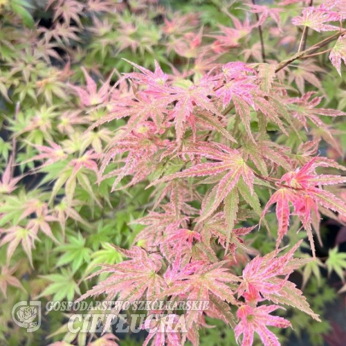 Acer palmatum 'Phoenix' - klon palmowy - Acer palmatum 'Phoenix'