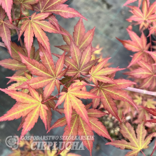 Acer palmatum 'Red Wine' - Japanese maple - Acer palmatum 'Red Wine'