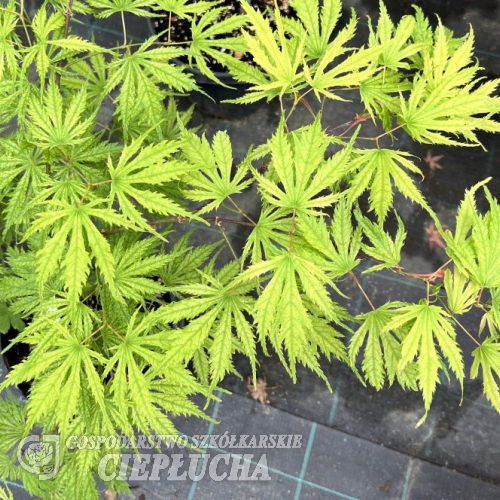 Acer palmatum 'Sister Ghost' - Japanese maple - Acer palmatum 'Sister Ghost'