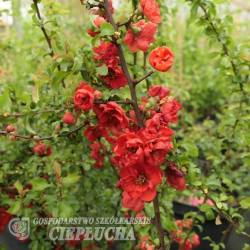 Chaenomeles japonica 'Red Joy' - pigwowiec japoński - Chaenomeles japonica 'Red Joy'