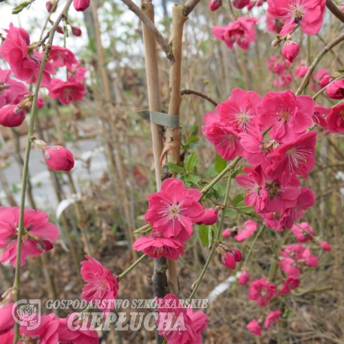 Prunus persica 'Mintao13' - TAOFLORA RED  - Peach tree - Prunus persica 'Mintao13' - TAOFLORA RED