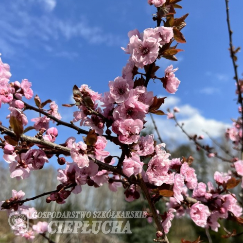 Prunus xblireana - purple-leafed plum, double-flowering plum - Prunus xblireana