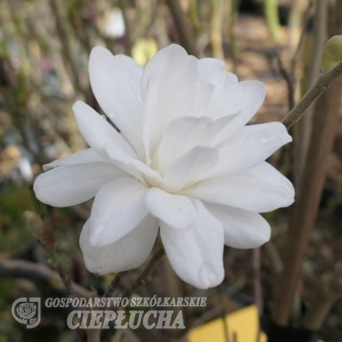 x loebneri 'Mags Pirouette' - Loebner Magnolie - Magnolia x loebneri 'Mags Pirouette'