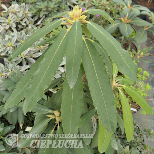 Rhododendron brachycarpum x auriculatum - różanecznik brachycarpum x auriculatum - Rhododendron brachycarpum x auriculatum