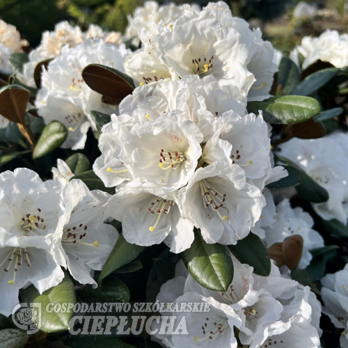 Lem's Form - bureavii - Rhododendron yakushimanum x bureavii - Rhododendron yakushimanum x bureavii 'Lem's Form'