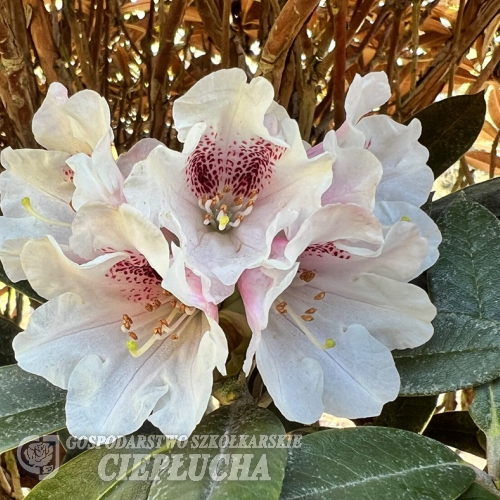 Rhododendron taliense - Rhododendron taliense