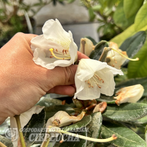 Rhododendron pseudochrysanthum - Rhododendron pseudochrysanthum