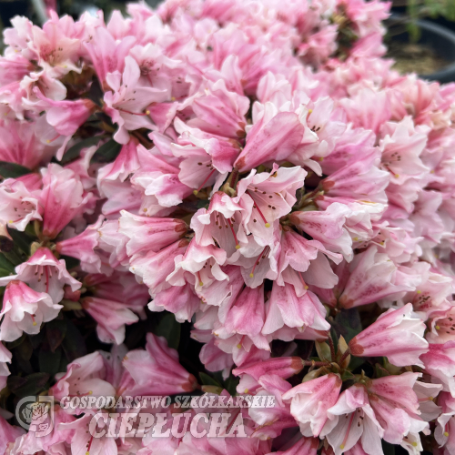 Wee Bee - Rhododendron - Wee Bee - Rhododendron