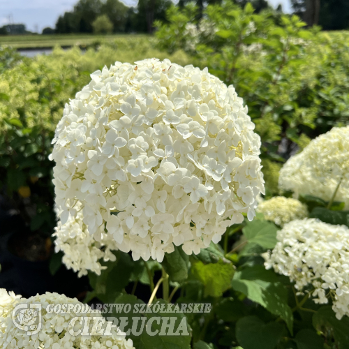 Hydrangea arborescens 'Sheep Cloud' - hortensja krzewiasta - Hydrangea arborescens 'Sheep Cloud'