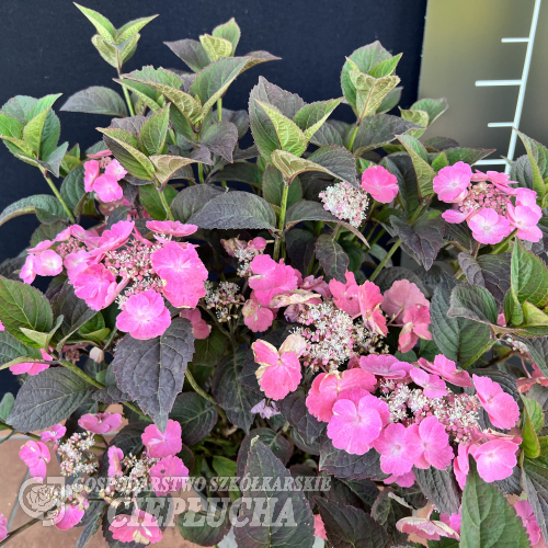 Hydrangea serrata 'JPD01' DAREDEVIL PBR - hortensja piłkowana - Hydrangea serrata 'JPD01' DAREDEVIL PBR