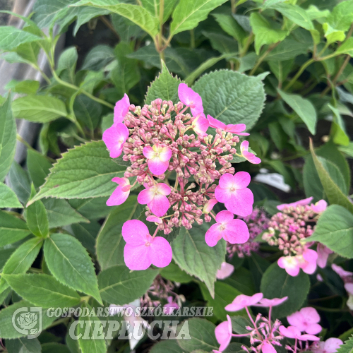 Hydrangea serrata 'Bluebird' - hortensja piłkowana - Hydrangea serrata 'Bluebird'