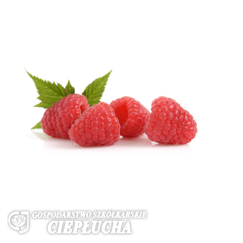 Rubus idaeus 'Clarita'  PBR - Raspberry - Rubus idaeus 'Clarita'