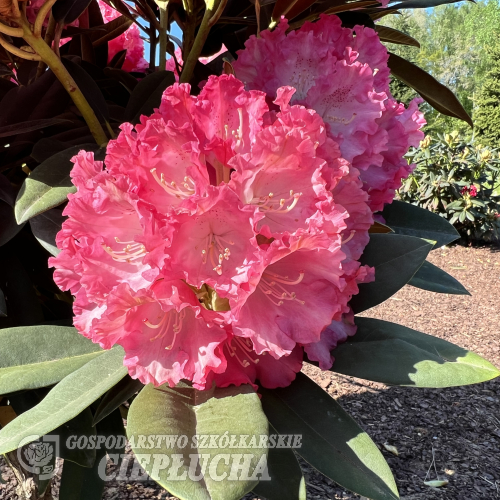 Maifreude - Rhododendron yakushimanum - Maifreude -  Rhododendron yakushimanum